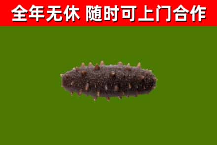 道真回收海参干
